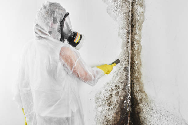 Best Black Mold Removal  in Coulee Dam, WA