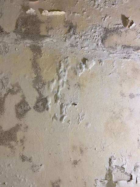 Best Best Mold Removal Companies  in Coulee Dam, WA