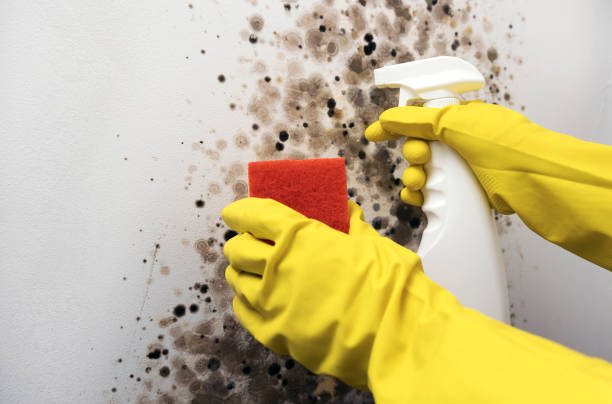 Best Professional Mold Removal  in Coulee Dam, WA