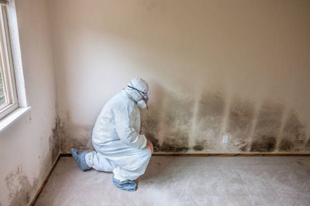 Trusted Coulee Dam, WA Mold Removal Experts