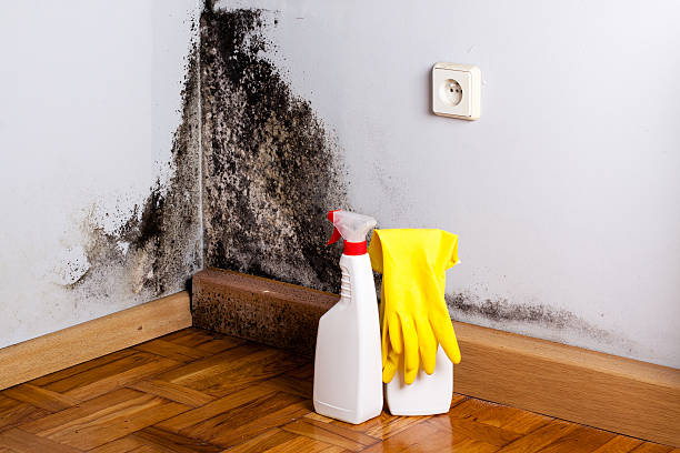 Best Mold Damage Repair  in Coulee Dam, WA