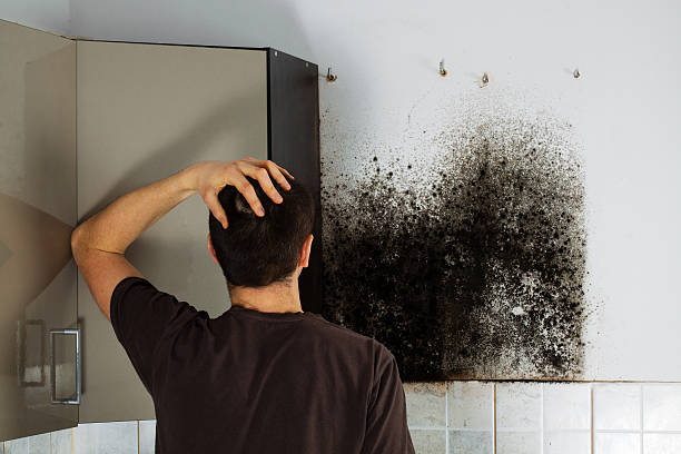Professional Mold Removal in Coulee Dam, WA
