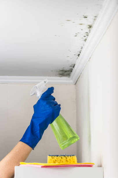 Best Emergency Mold Removal  in Coulee Dam, WA