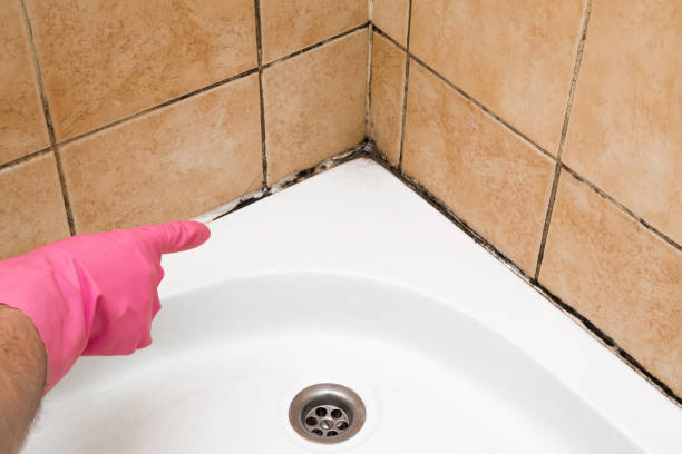 Best Local Mold Removal Service  in Coulee Dam, WA